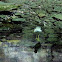 Lesser Yellowlegs