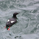 Pigeon Guillemot