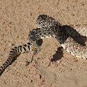 Bullsnake