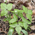 sharp-lobed hepatica