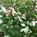 Firebush