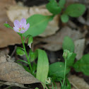 Virginia Spring Beauty