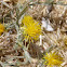 Unknown spotting