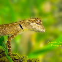 Roux's Forest Calotes