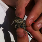 Western Fence Lizard