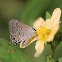 Disjunct Scrub-Hairstreak