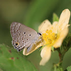 Disjunct Scrub-Hairstreak