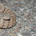 Tiger Rattlesnake