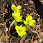 winter aconite