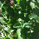 Spearmint