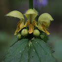 Yellow archangel