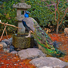 Peacock