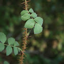 Wood rose