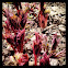 Bleeding hearts