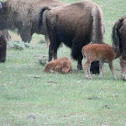 American Bison