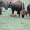 American Bison