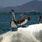 Brown Pelican