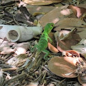 Mexican black spiny-tailed Iguana