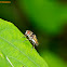 Fly