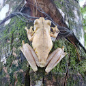 Gladiator tree frog