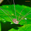 Harvestman Spider