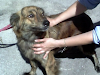 Regalo 2 Perros  Necesitan Un Hogar Ya