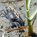 California Fiddler