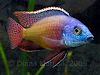 Vendo Toda Clase De Peces Y Acuarios A Pedido