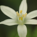 Star of Bethlehem