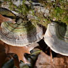 turkey tail fungi