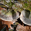 turkey tail fungi