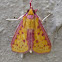 Moth