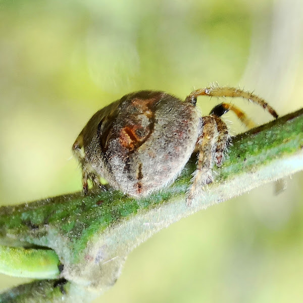 Wraparound spider Project Noah