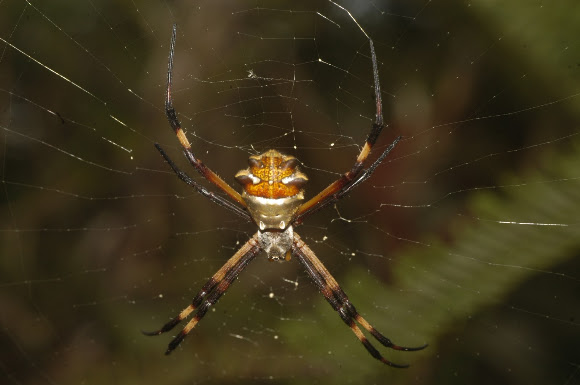 Spotting Image 1