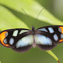 Onega Clearwing
