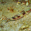 Freckled Goatfish