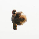 Little grebe