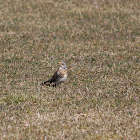 Fieldfare