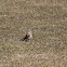 Fieldfare