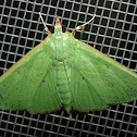 Snout Moth