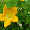 Flor de Calabaza