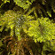Star Moss