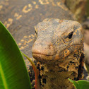 Water Monitor