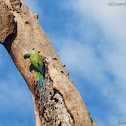 Alexandrine parakeet