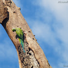 Alexandrine parakeet