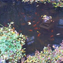 Koi fish