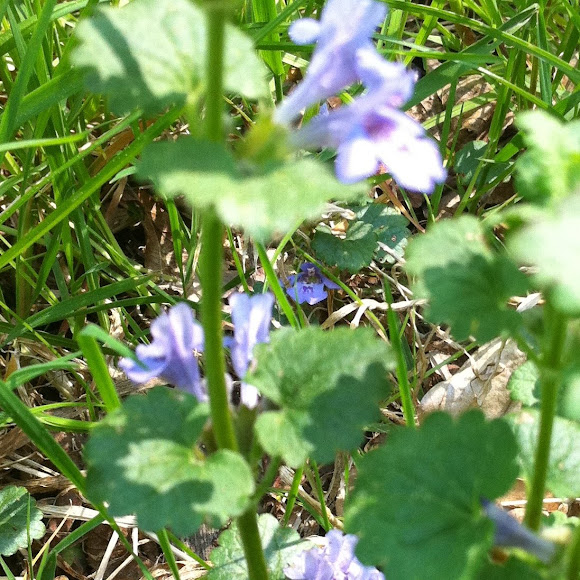 Spotting Image 1