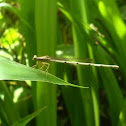 white dartlet