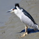 Black-crowned Night Heron