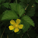 mock strawberry